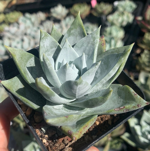 Dudleya brittonii 宽叶仙女杯布瑞东尼
