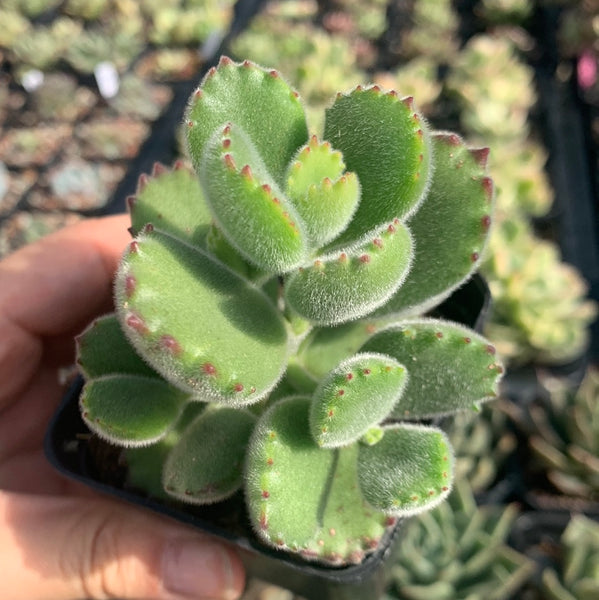 Cotyledon tomentosa bear’s paw 熊童子
