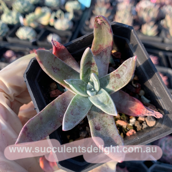 Dudleya farinosa 仙女杯御剑