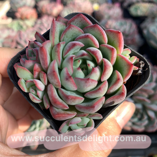 Echeveria Fairy Kiss 妖精之吻