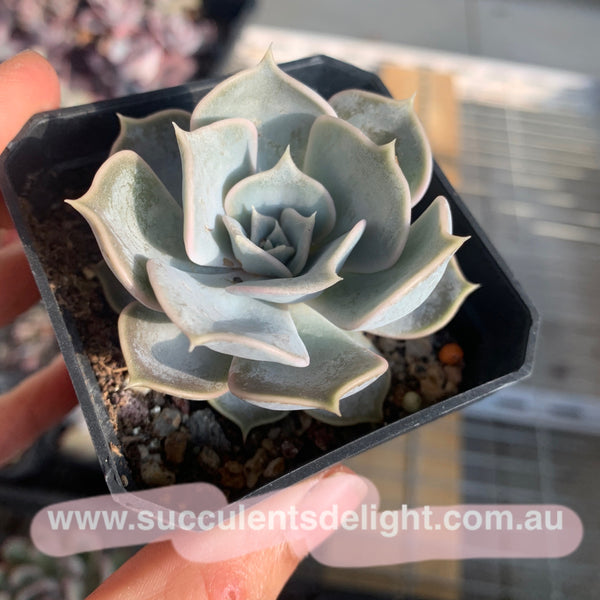 Echeveria lilacina 丽娜莲