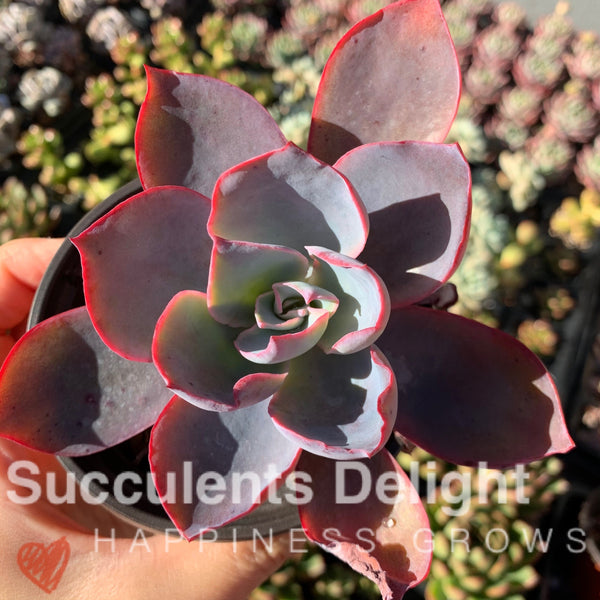 Echeveria Afterglow 晚霞