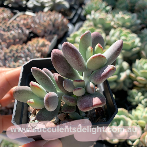 Cotyledon Oophylla - Asian Round Form 乒乓福娘