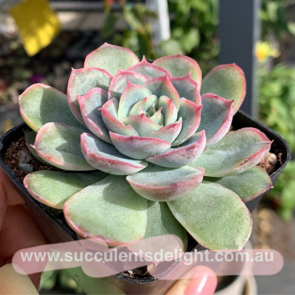 Echeveria Orange Fudge 橘子软糖