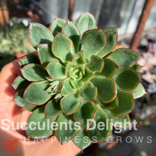 Echeveria Red Flower Queen 红花女王