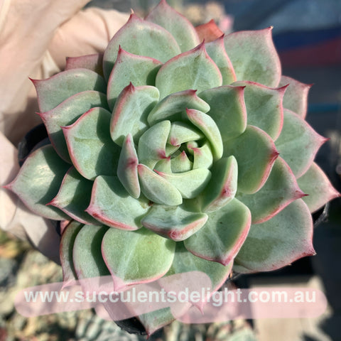 Echeveria Tippy TP 蒂比