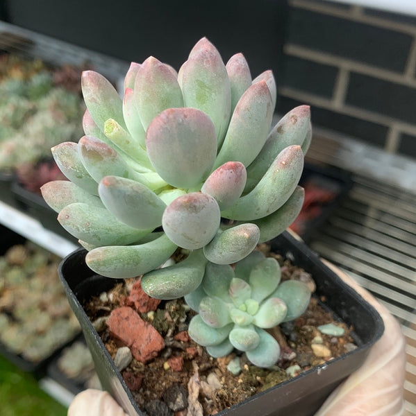 Pachyveria Clavifolia 灯美人