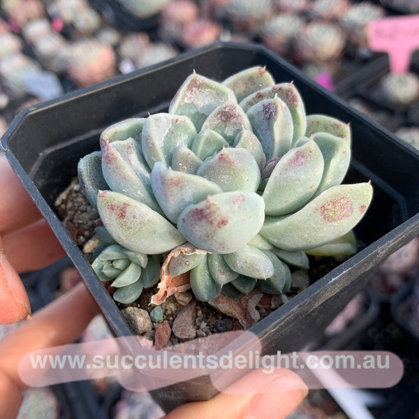 Echeveria Albicans 厚叶月影