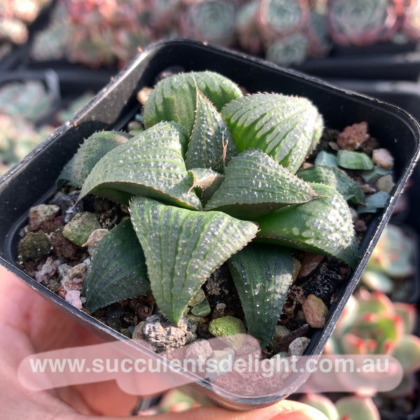 Haworthia magnifica var. splendens 青蟹寿
