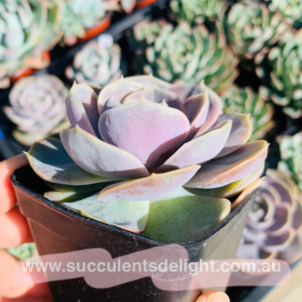 Echeveria Blue Surprise 蓝色惊喜