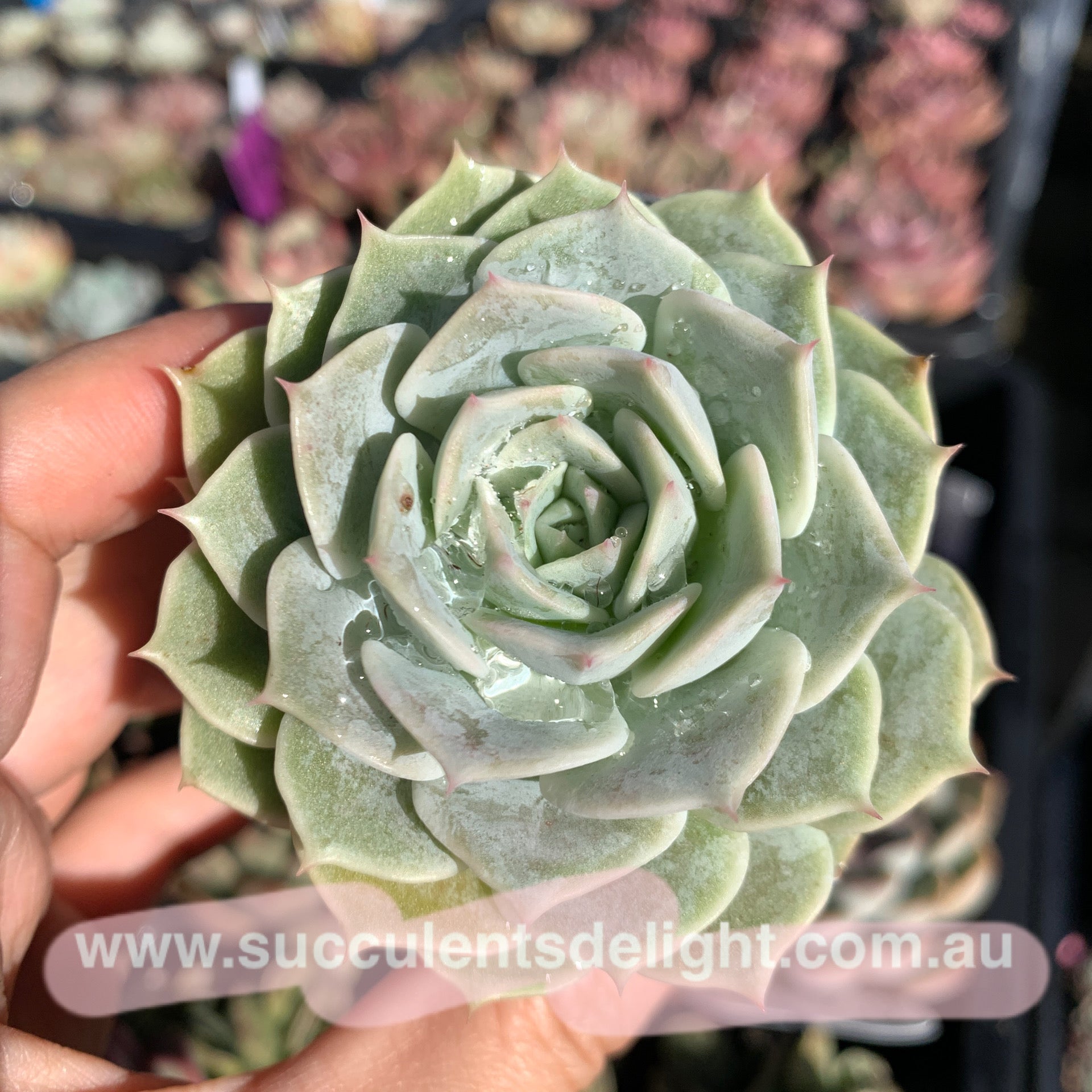 Echeveria Brown 布朗