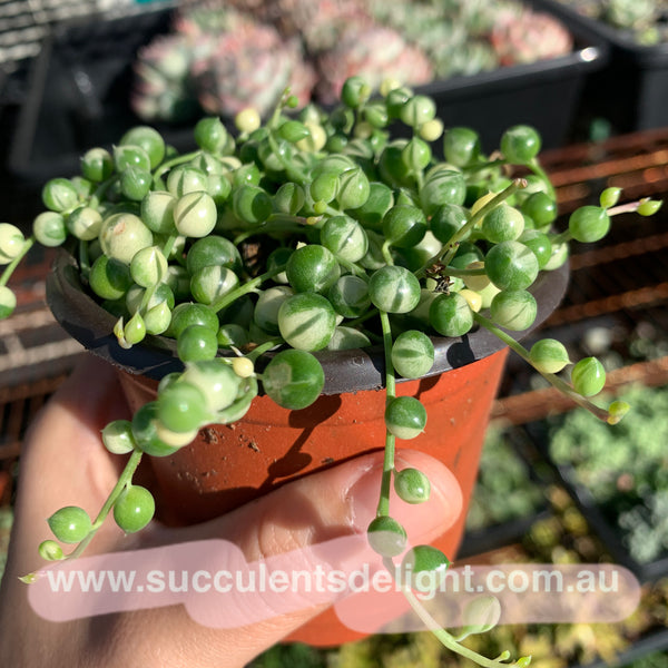 3x cuttings Senecio Rowleyanus Variegata 'Variegated String of Pearls' 佛珠锦 砍头
