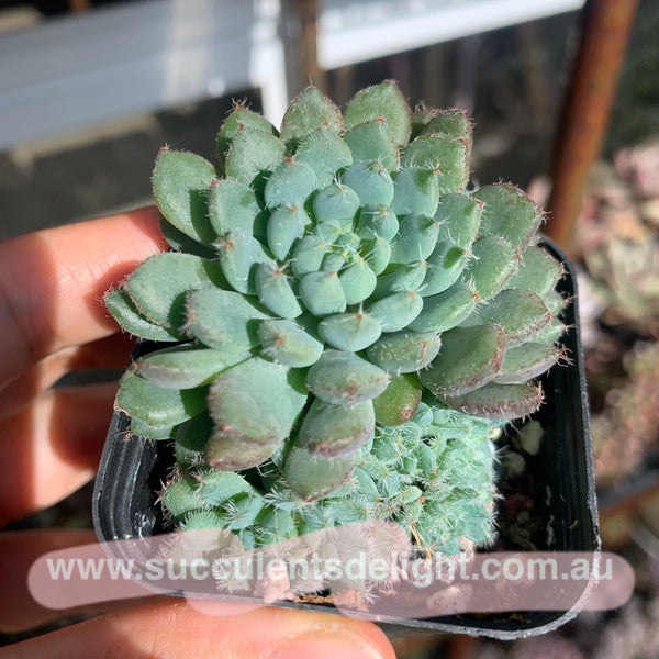 Echeveria setosa v. deminuta 小蓝衣