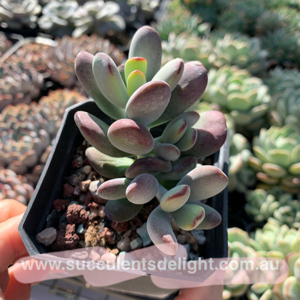 Cotyledon Oophylla - Asian Round Form 乒乓福娘