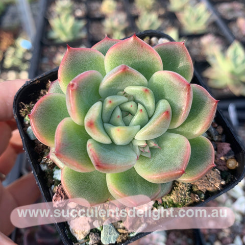 Echeveria Emerald Crystal 玉水晶