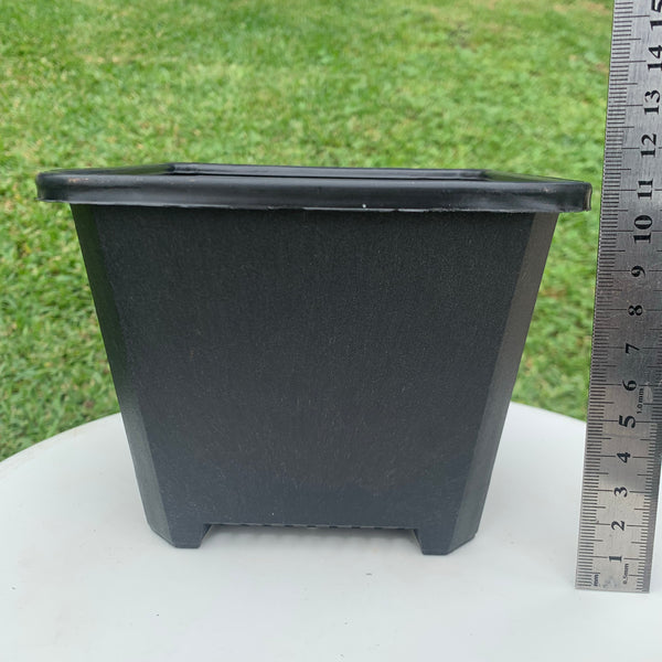 Extra Thick Black Plastic Pot 14.5cm 14.5厘米黑色加厚花盆