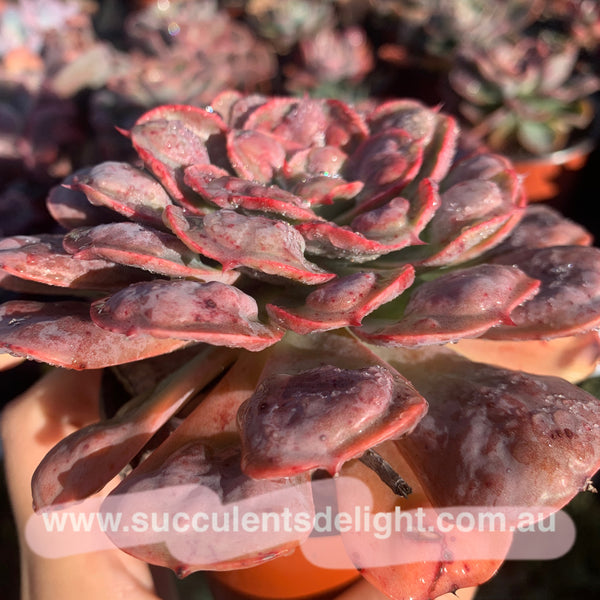 Echeveria Rain Drops 雨滴