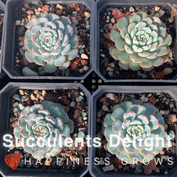 Echeveria Minima Red Edge 老版小红衣