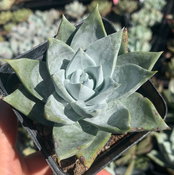 Dudleya brittonii 宽叶仙女杯布瑞东尼
