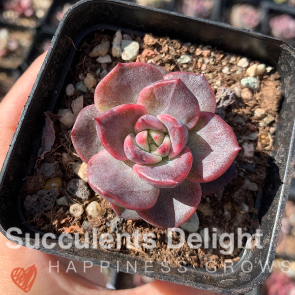 Echeveria Amethyst Rose 紫水晶玫瑰