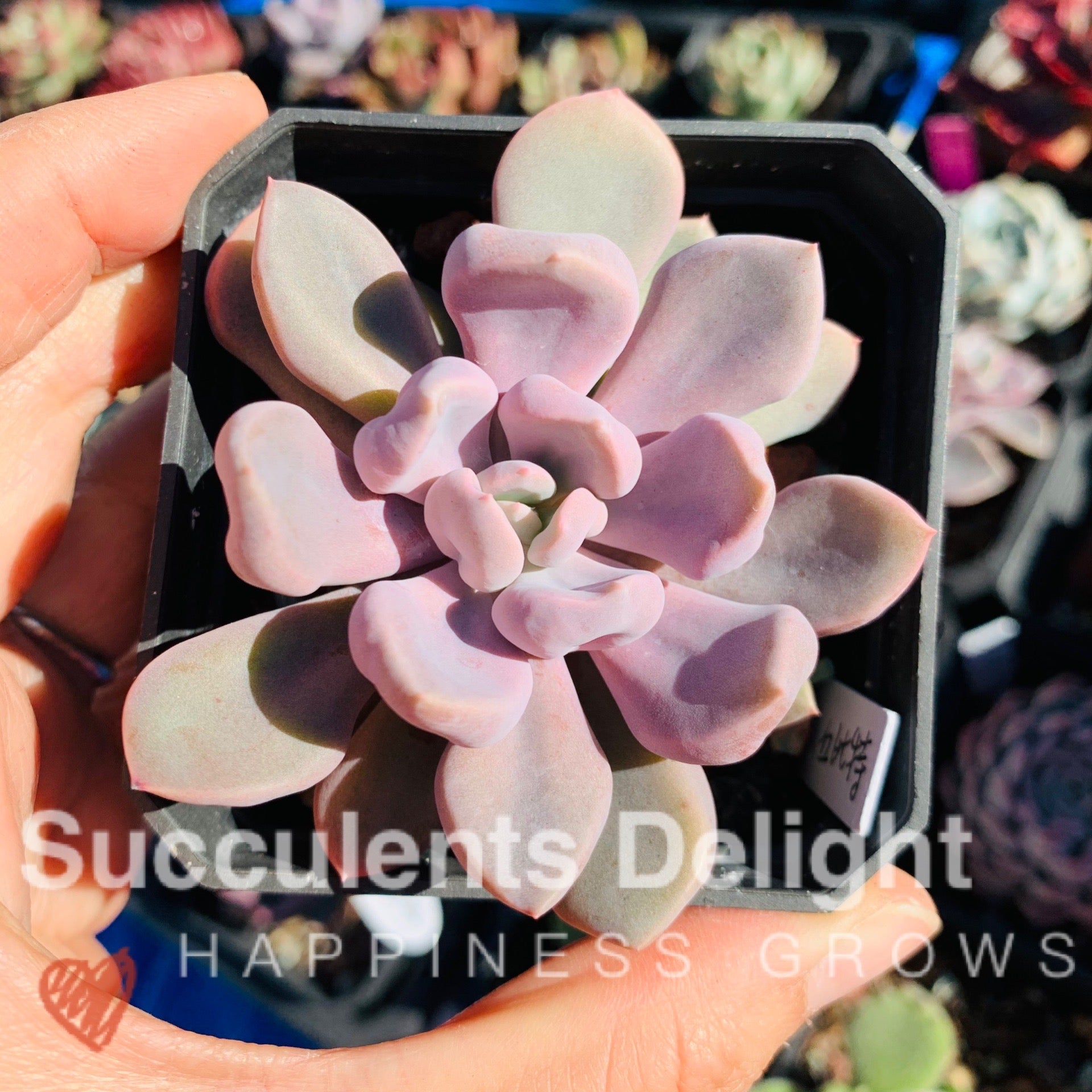 topsy debbie succulent Echeveria Topsy Debbie aka Echeveria Cupid 丘比特– Succulents Delight