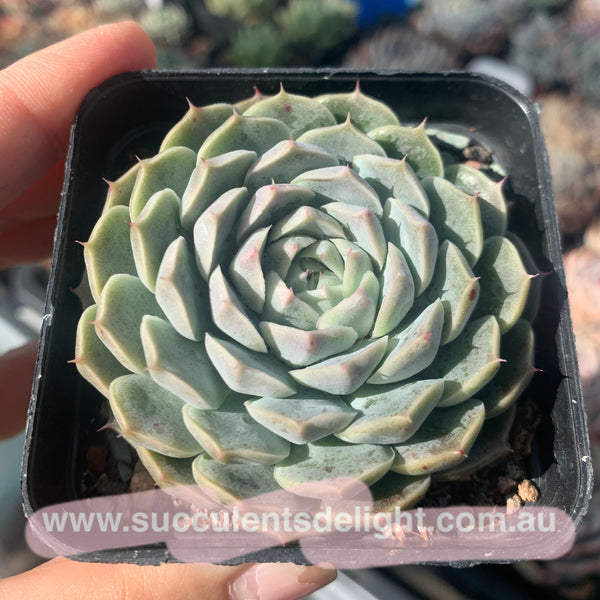 Echeveria elegans hyaliana (orange flower) 澳洲海琳娜