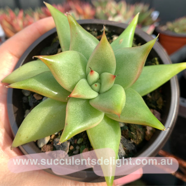 Echeveria Agavoides White Wax 白蜡东云
