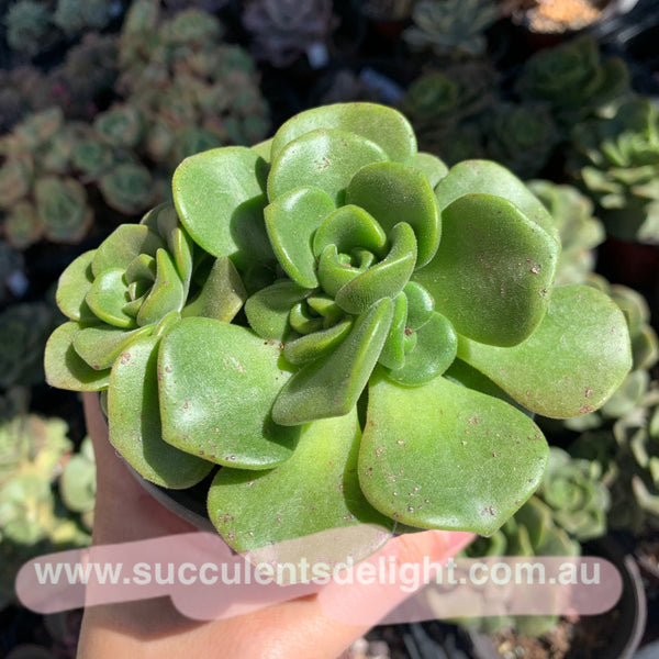 Aeonium Lily Pad 百合莉莉