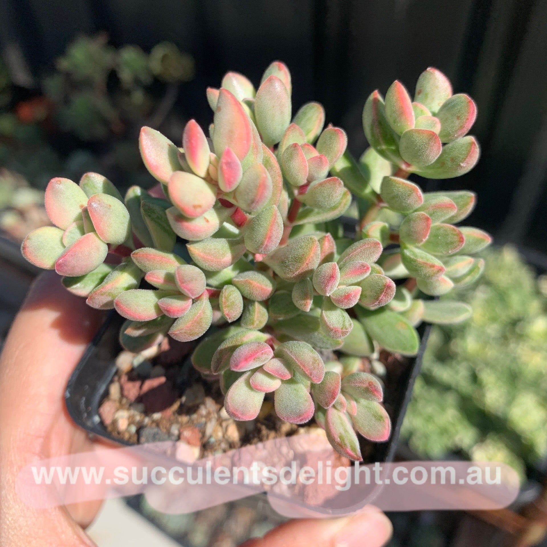 Crassula rogersii variegata cluster 若歌诗锦群