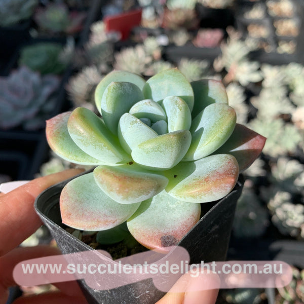 Echeveria Ice Dew 冰露