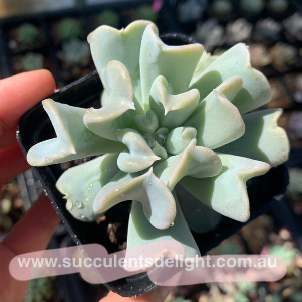 Echeveria runyonii cv Topsy Turvy 特玉莲