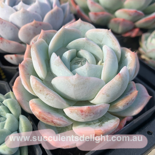 Echeveria Snow Dew 雪露