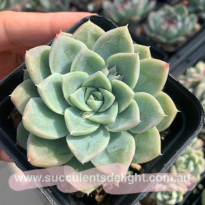 Echeveria Elsa (with dark lines) 艾莎（暗纹系）