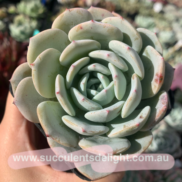 Echeveria Snow Pinwheel 雪风车