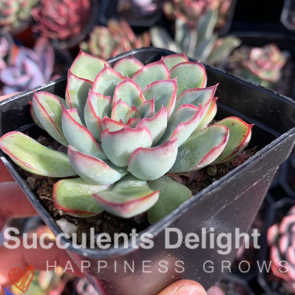Echeveria Beniothine 莫兰