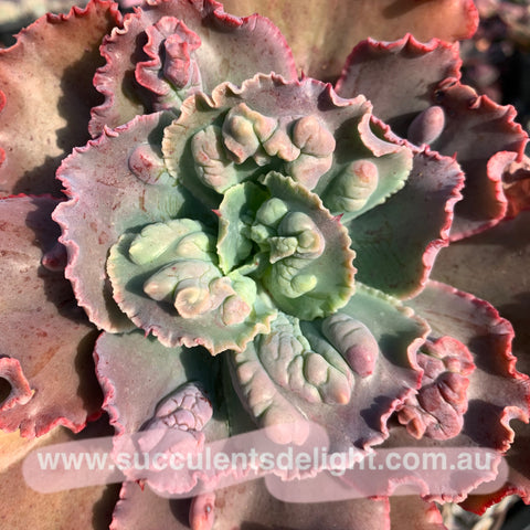 Echeveria Bumps