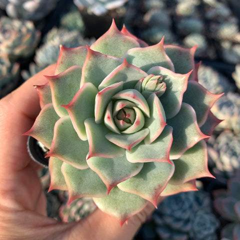 Echeveria Pink Tips 粉色提示