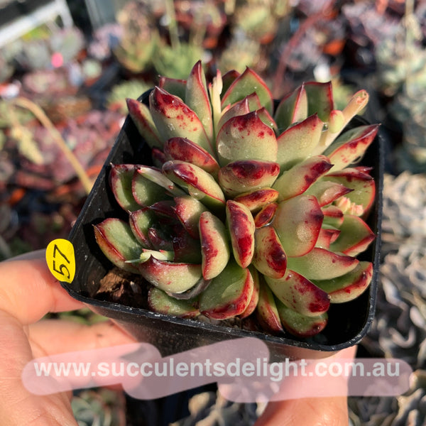 Echeveria Puli-lindsayana 保利安娜