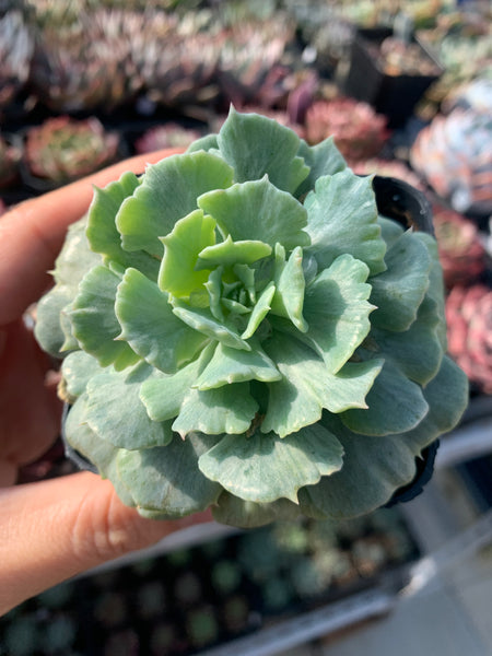 Echeveria Cook's Pride 库克船长的荣耀