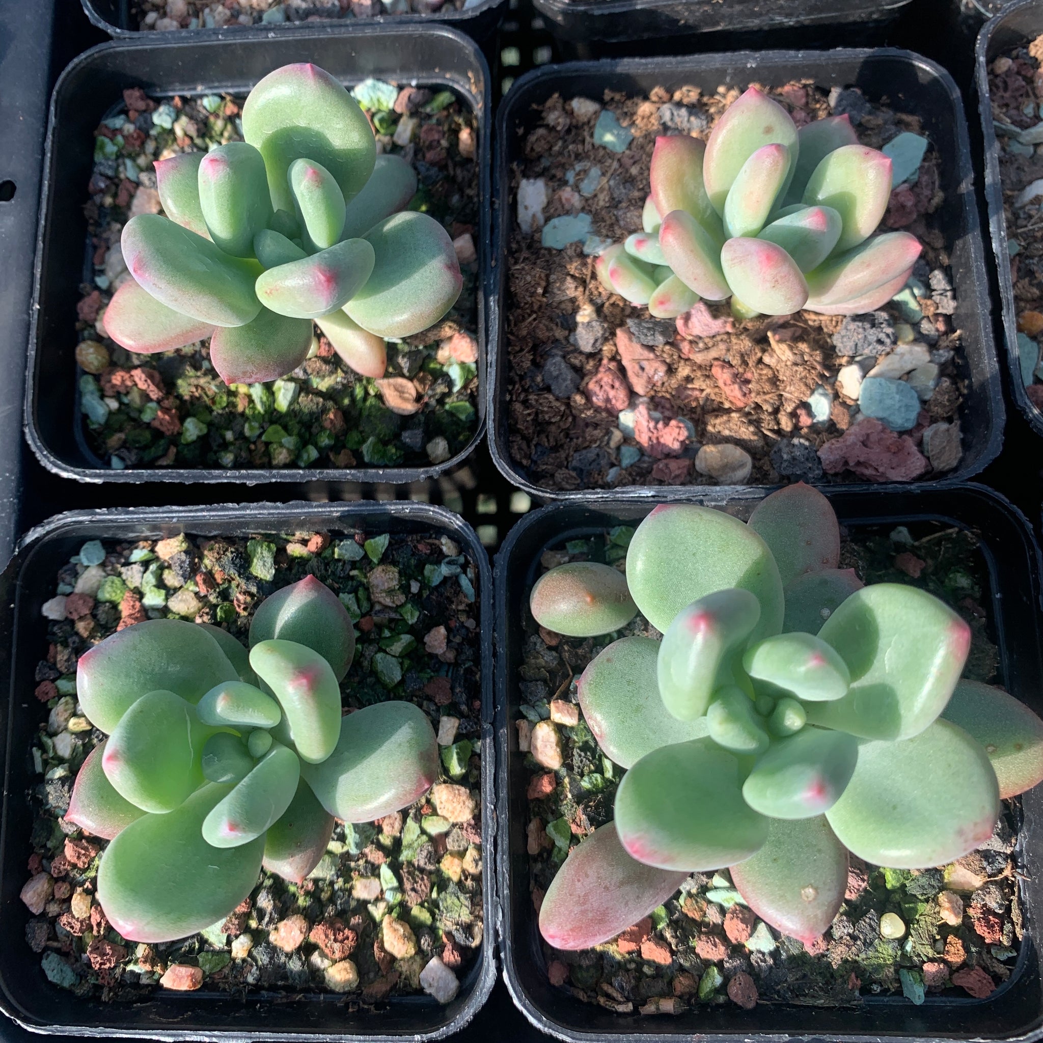 Pachyphytum Dr. Cornelius 青星美人