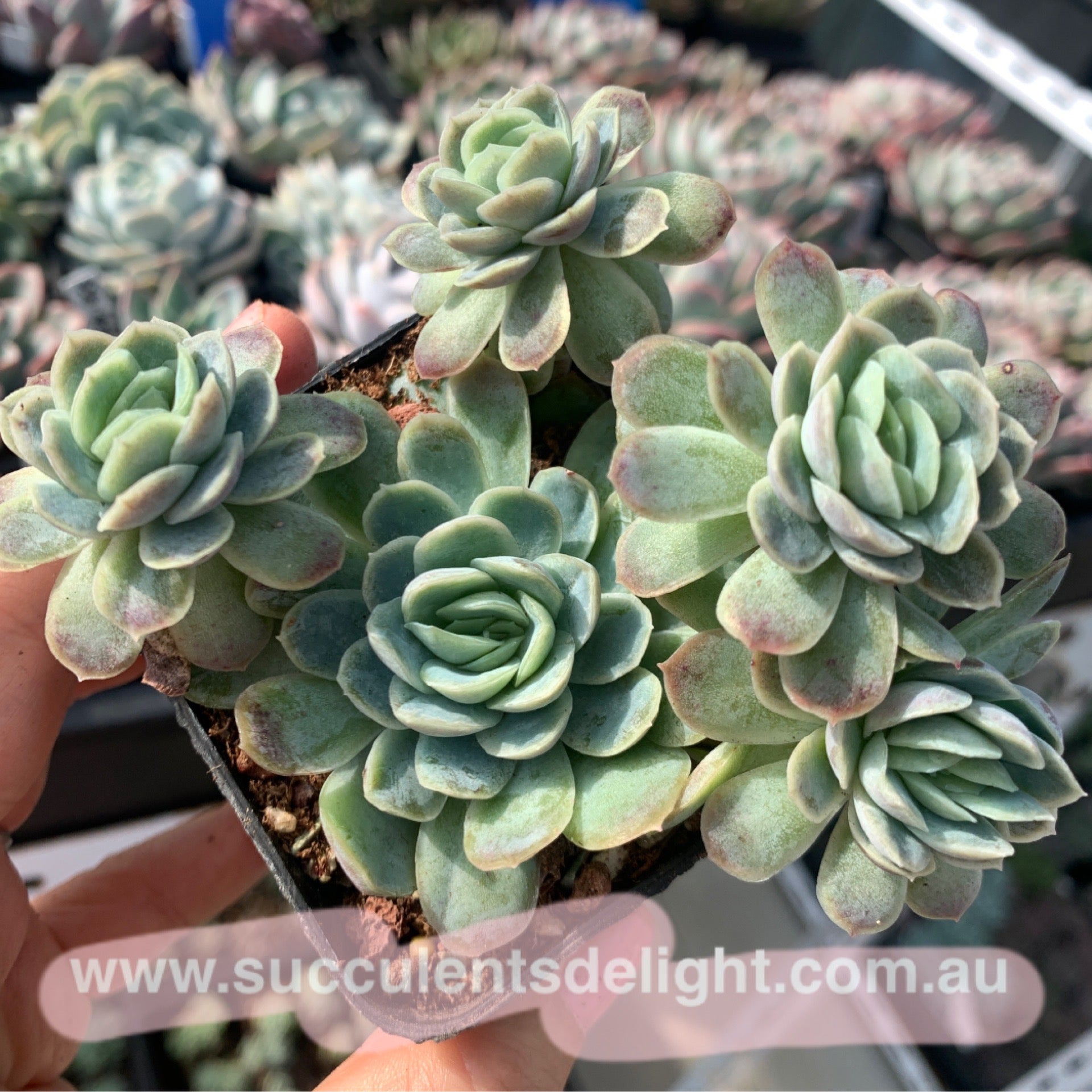 raspberry ice succulent Echeveria Raspberry Ice (small specie) 小冰莓– Succulents Delight