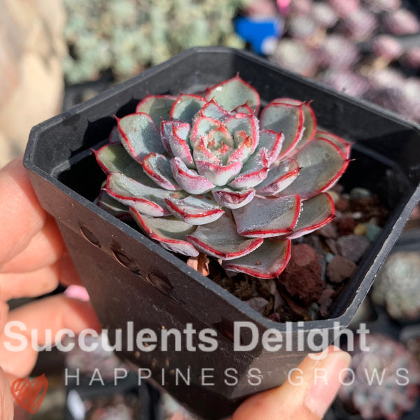 Echeveria Romantic Rose 浪漫玫瑰