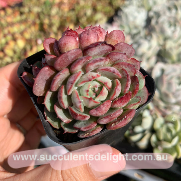 Echeveria the red riding hook 小红姬