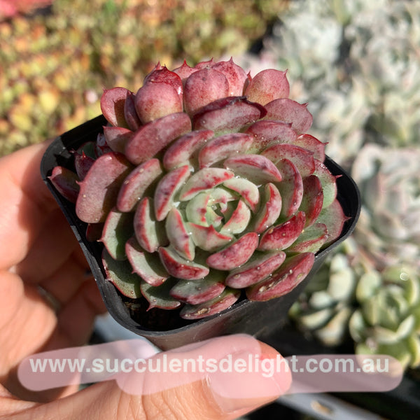 Echeveria the red riding hook 小红姬