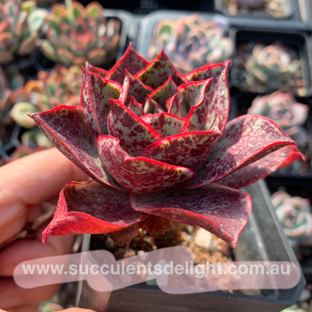 red flame succulent Echeveria Red Flame 烈焰– Succulents Delight