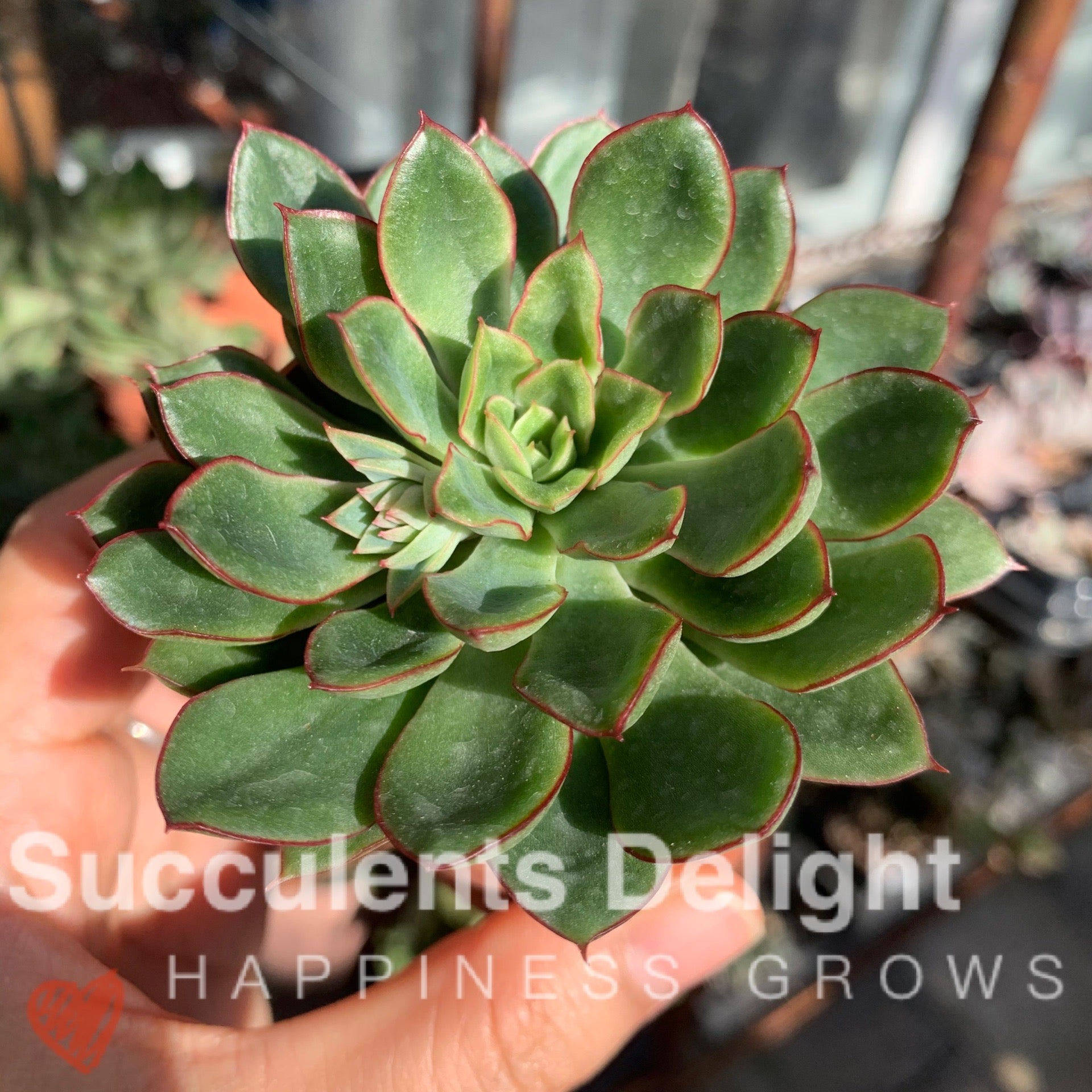 Echeveria Red Flower Queen 红花女王
