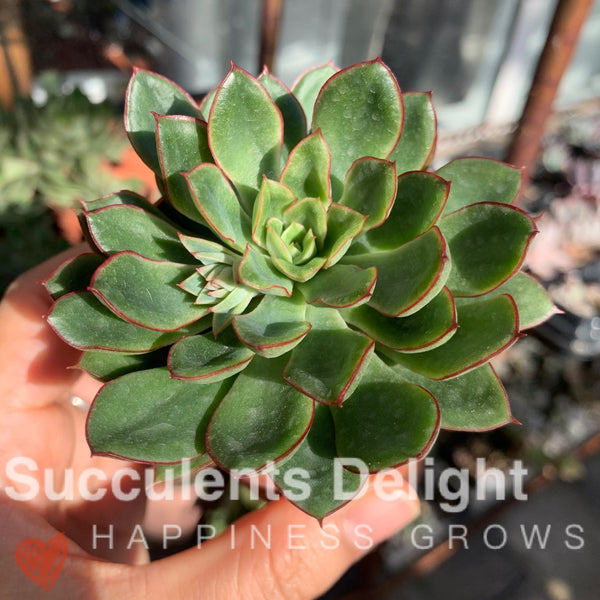 Echeveria Red Flower Queen 红花女王