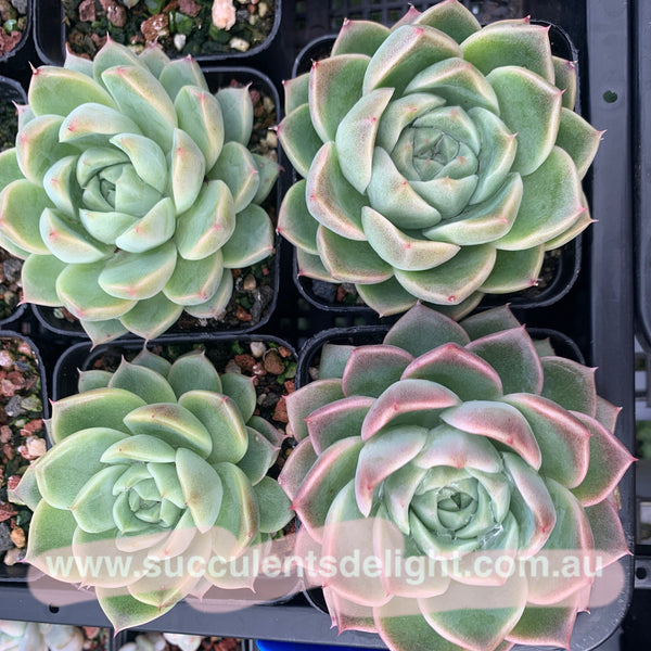 Echeveria Malgan 实生麦秆