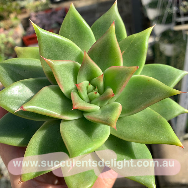 Echeveria Agavoides White Wax 白蜡东云