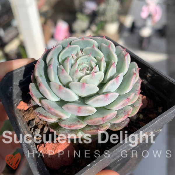 Echeveria Sandwich Cake 千层糕